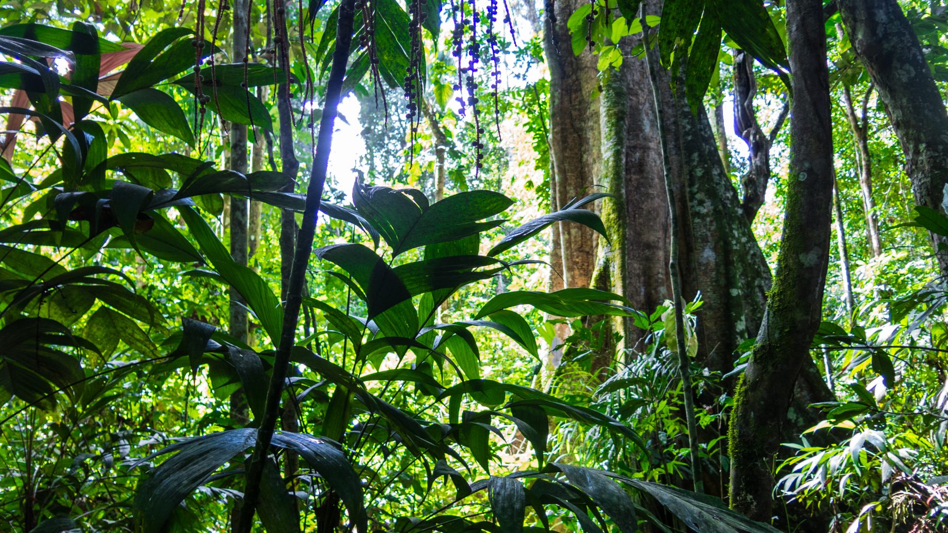 Leaves, vines, and buttress roots fill the frame in this image of dense rainforest undergrowth.
