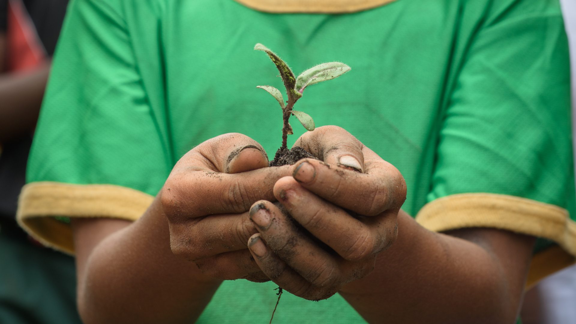 The cupped hands of a child hold a small sapling.