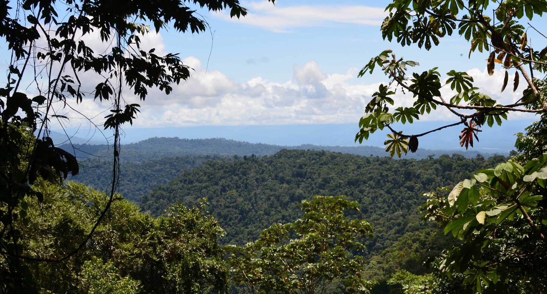 view of the rainforest in the Asháninka community