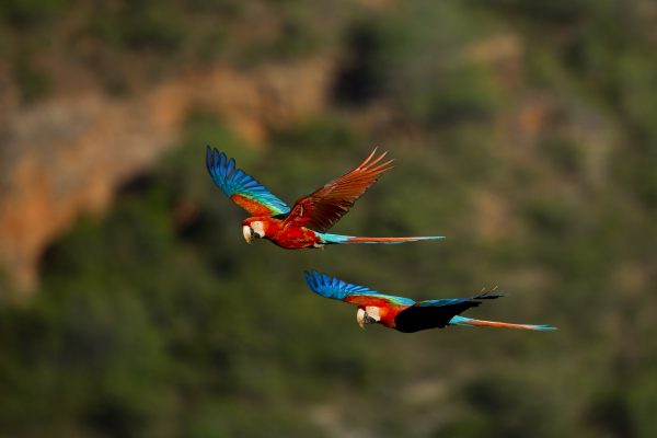 Two scarlet macaws flying over forest